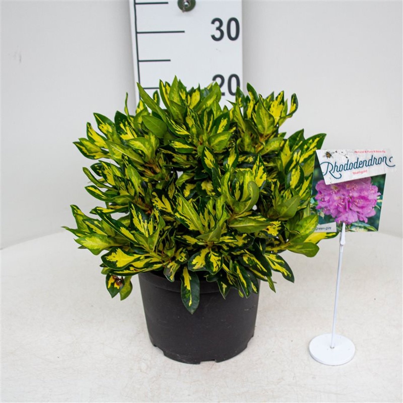 Rhododendron – Rhododendron 'Blattgold' - C5 30-40 CM